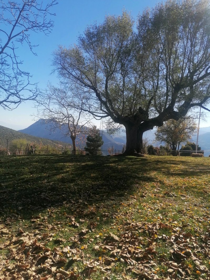 Achaiko Chorio