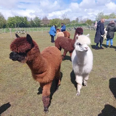 Alpaca Greenhouse