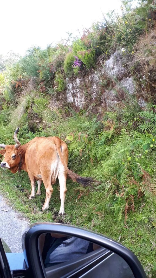 Tasquinha do Vez