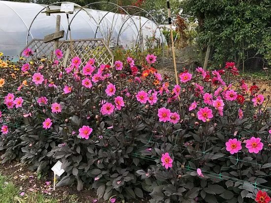 GIlberts Dahlia's