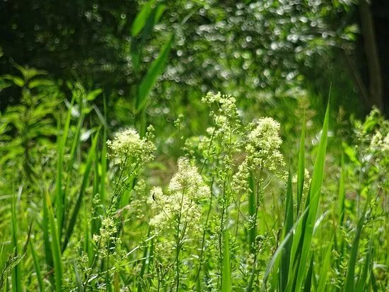 Les Jardins De La Plume