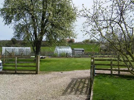 Green Orchard