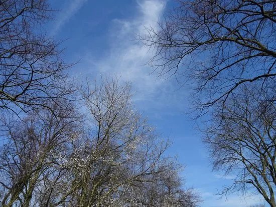 Forest Wijckerslooth