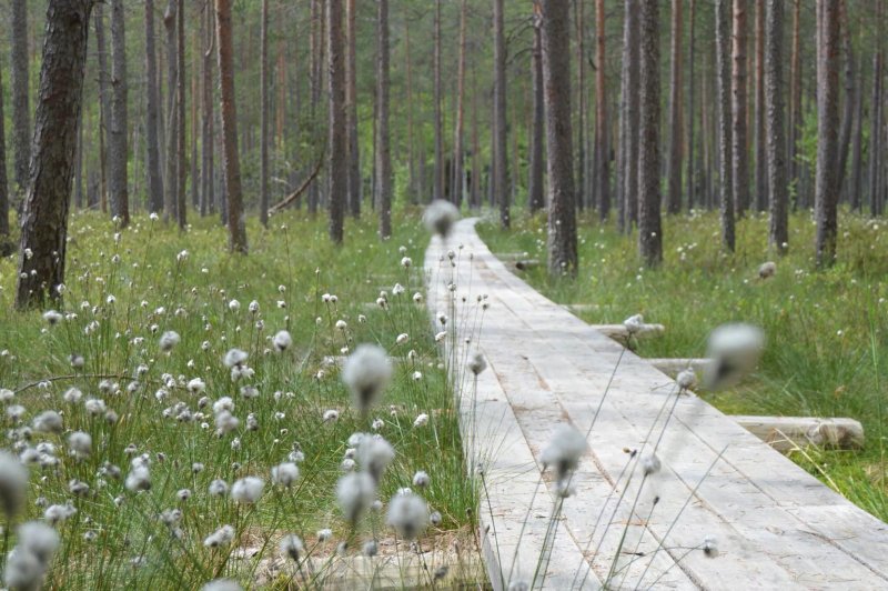National Partisan Base In The Nature Reserve Stompaku Purvi