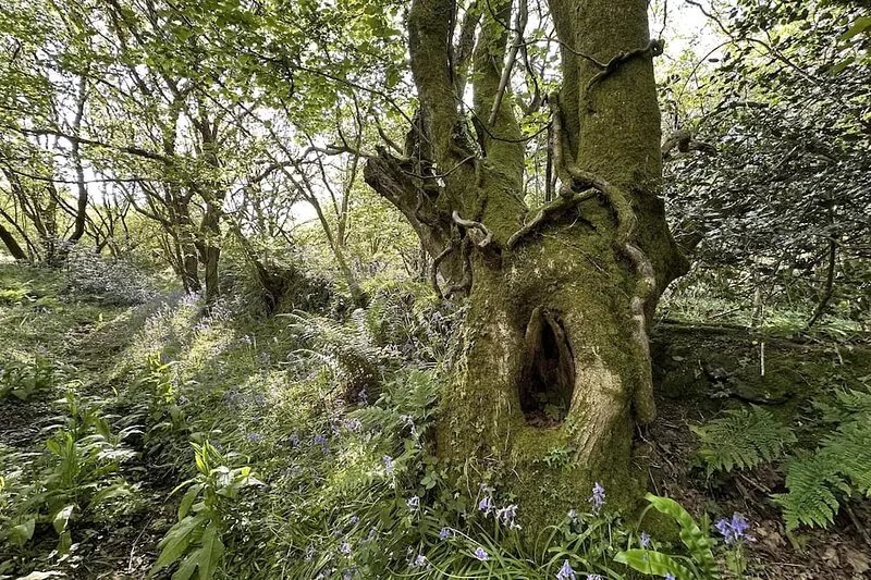 Cornwall Woodland Dog Friendly Shepherd's Hut