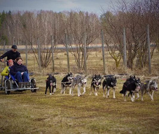 Aggire Dog Gear