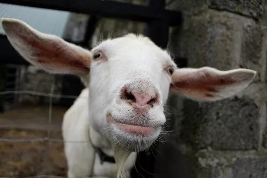 Puffin Croft Petting Farm & Farm Shop
