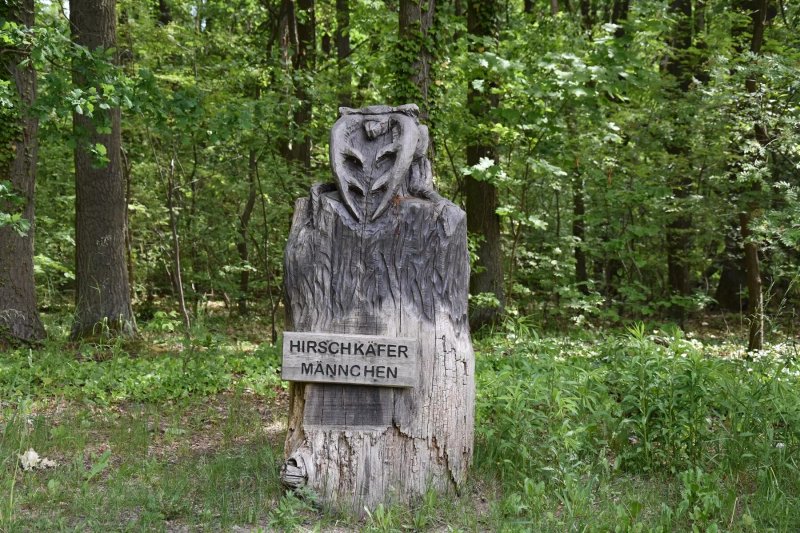 Skulpturen Hirschkafer