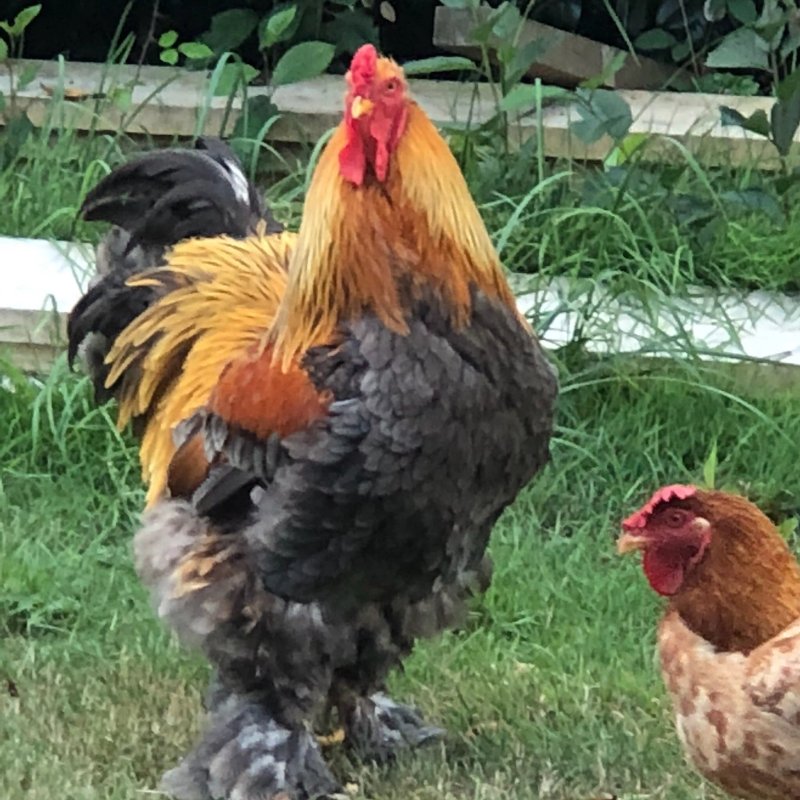 La Ferme de Guerlann