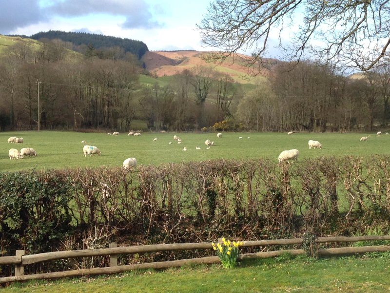 Felin Crewi