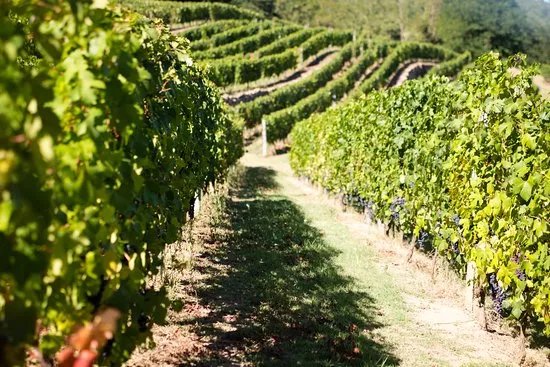 Azienda Agricola Roccasanta