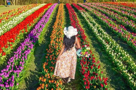 Tulleys Tulip Fields - Hertfordshire