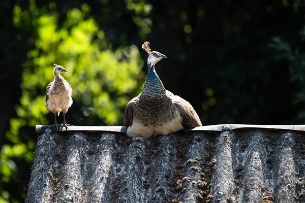 Park de Nieuwe Riet