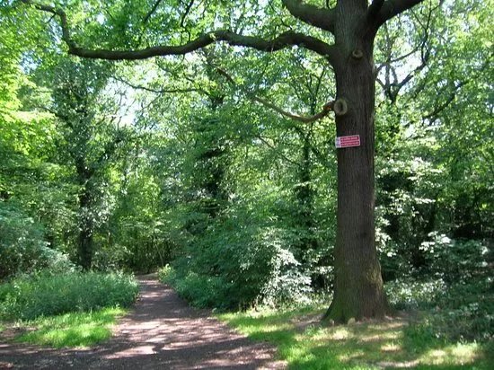West Wood