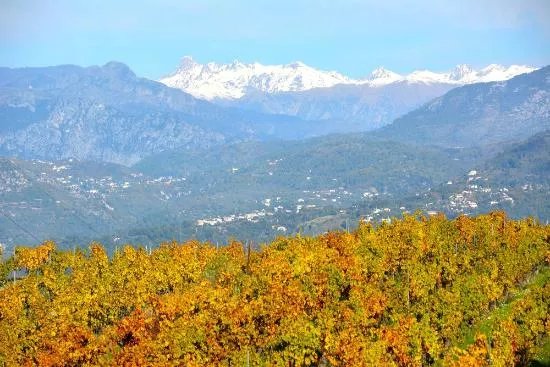 Nice Wine Tours