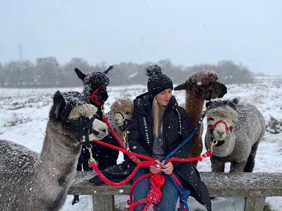 Wetley Moor Alpacas