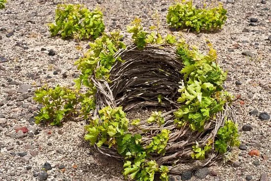 Santorini Wine Stories
