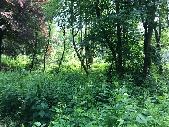 Penn Wood