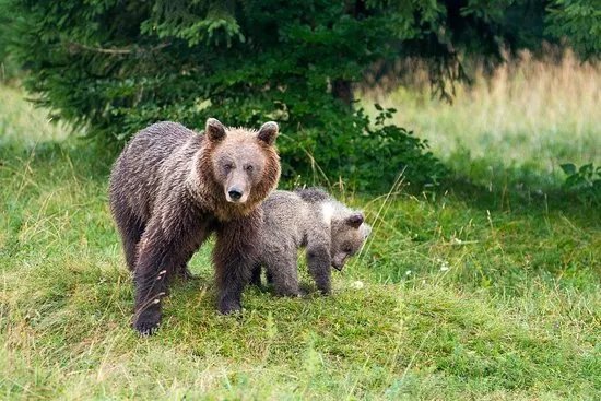 Bears & Wildlife