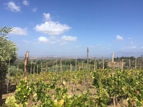 Minardi Winery - Frascati