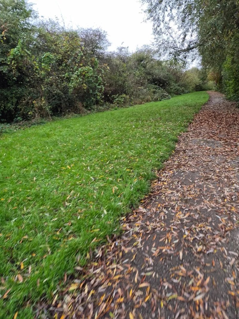 Lime Tree Woods