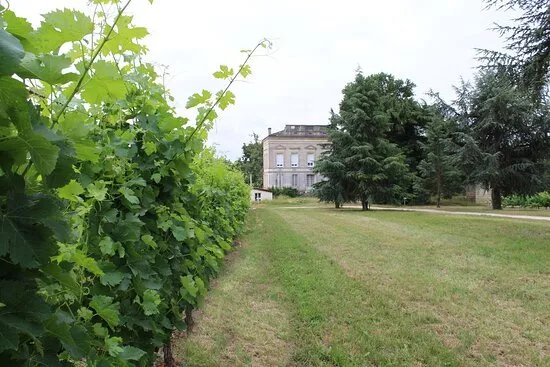 Chateau Lartigue Cedres
