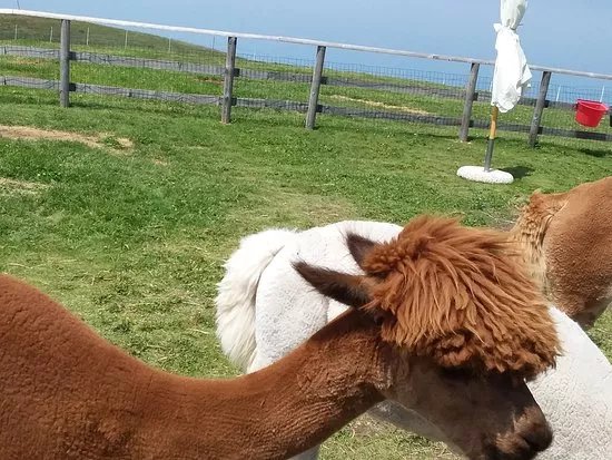 Elalpaca