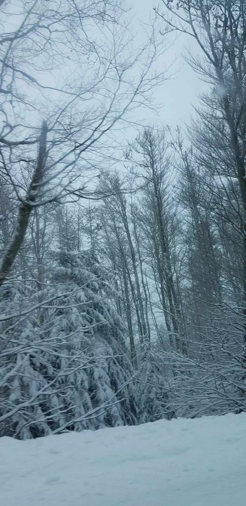 Gites Les Pins et Les Bruyeres