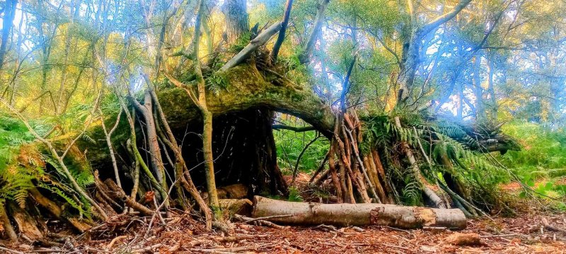 Stuarts Wood