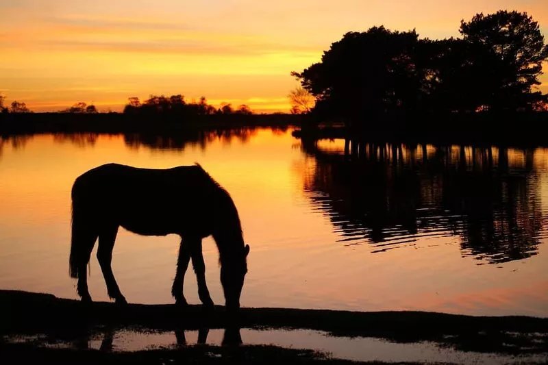 Tranquil cottage in the New Forest in easy reach of a wealth of activities