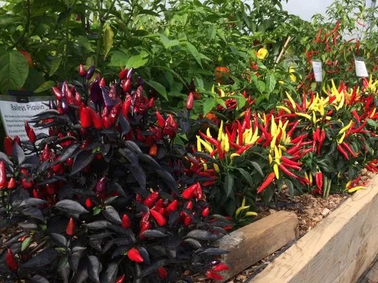 South Devon Chilli Farm