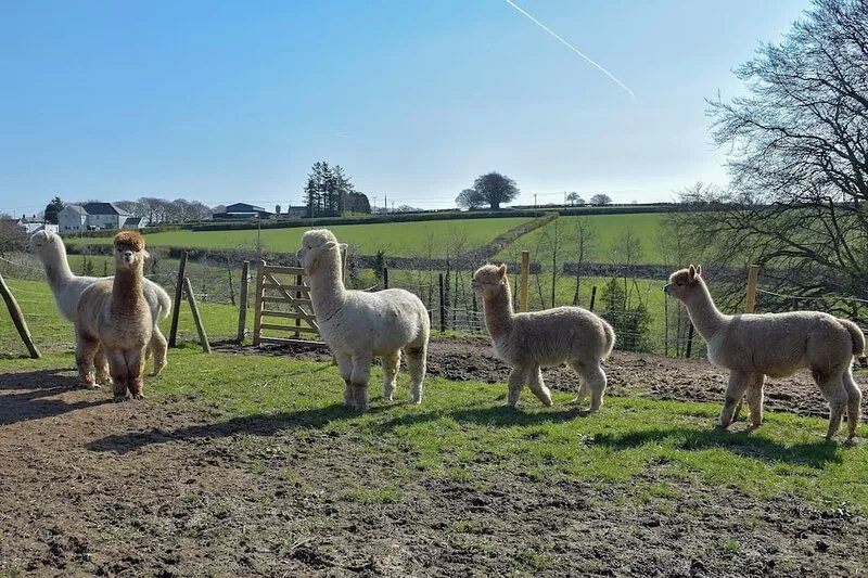 1 bedroom accommodation in Cwmsychpant, near Lampeter
