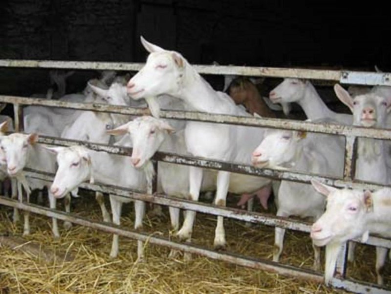 La Ferme du Chevre-Feuille