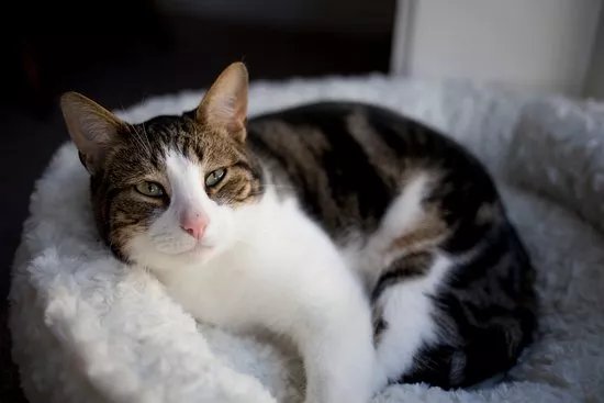 The Cat's Whiskers Cat Cafe