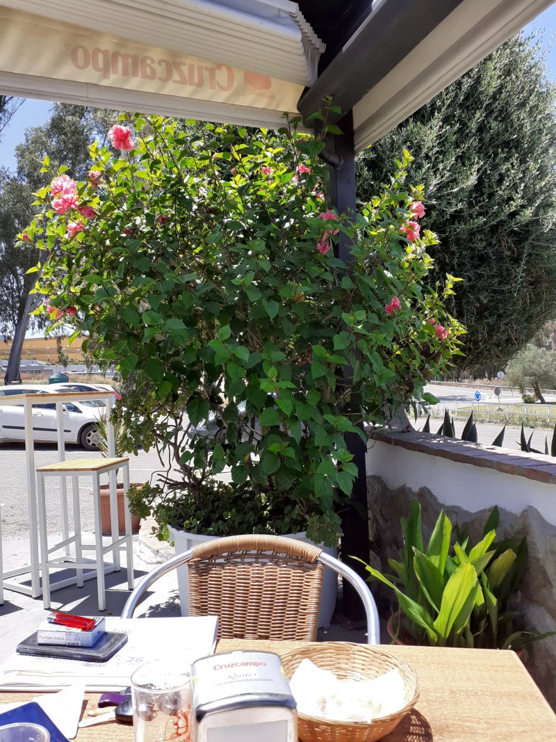 Venta Los Olivos