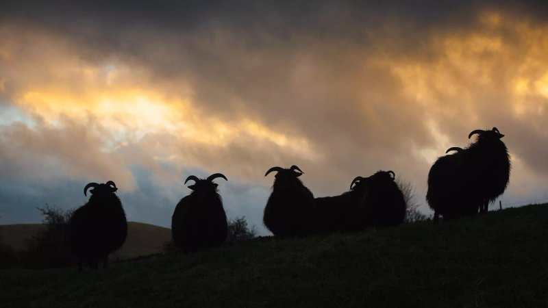 Raikes Farm