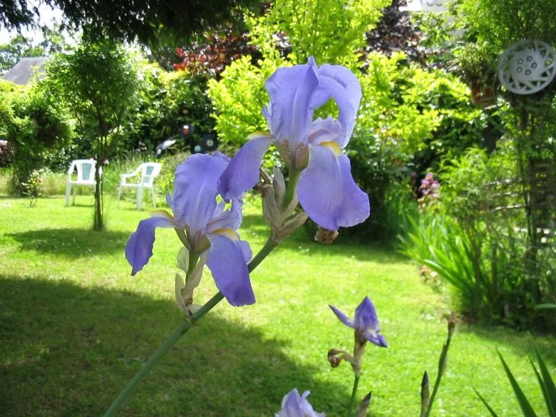 Iris des Marais