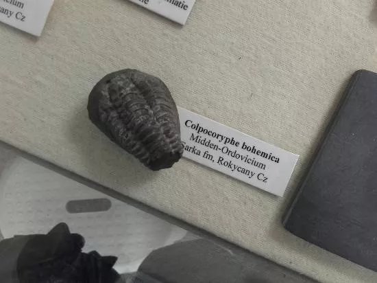 Geologisch Museum Velp