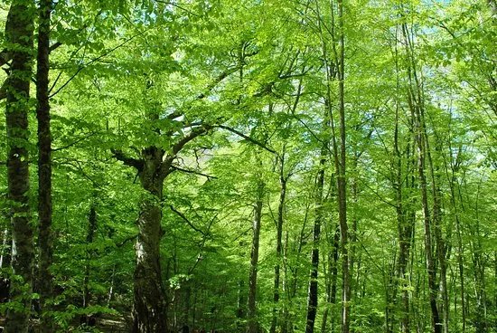 Riserva Naturale Orientata e Riserva MaB Montedimezzo