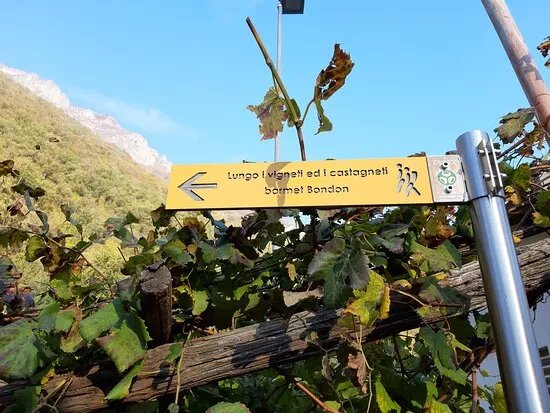 I Vigneti