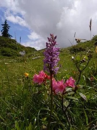 Mohnenfluh