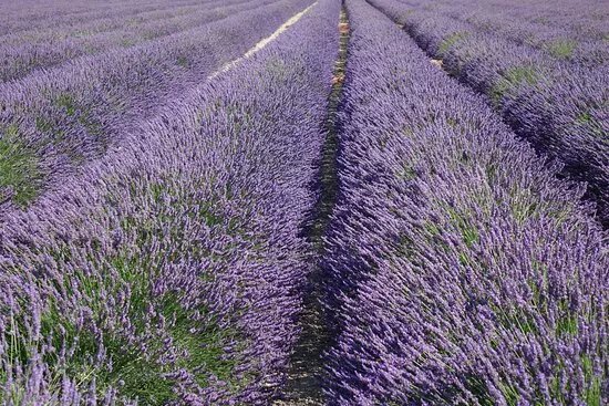 un MAS en PROVENCE de la plante au parfum