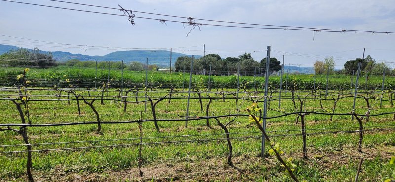 80 Winery