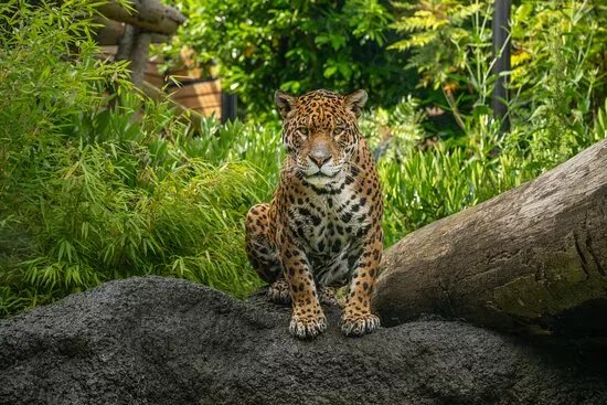 Hertfordshire Zoo