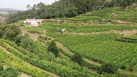 Adega da Vara