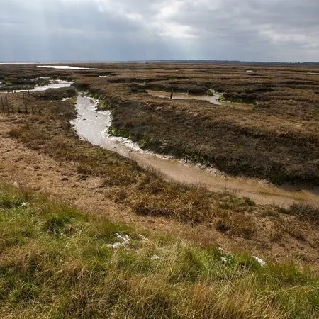 Copt Hall Marshes