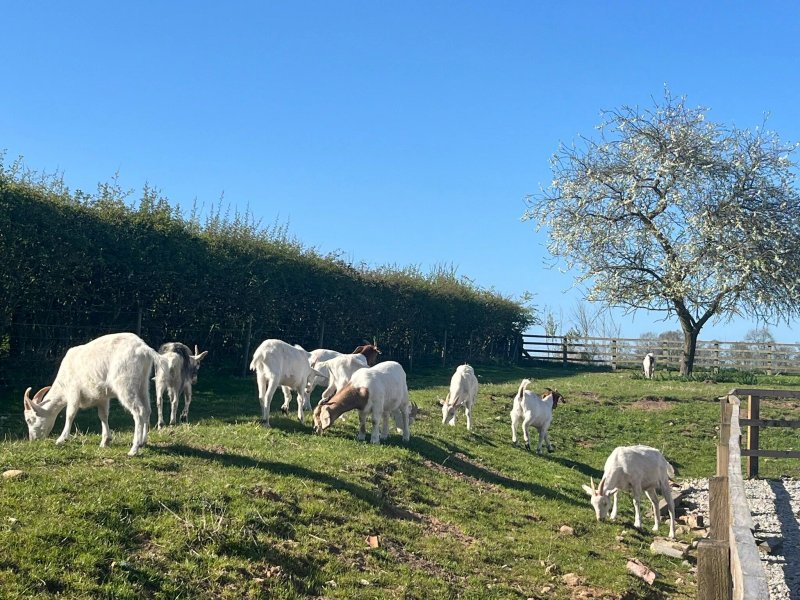 Tancred Farm Shop