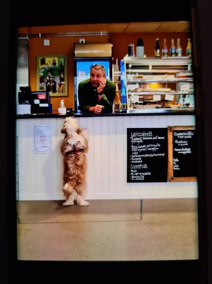 Cafe Tanten Med Hunden