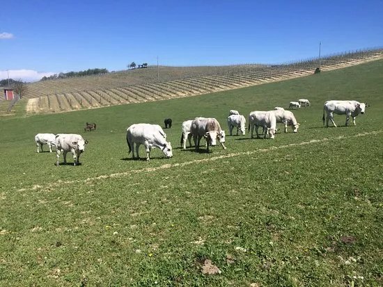 La Raia Azienda Agricola Biodinamica