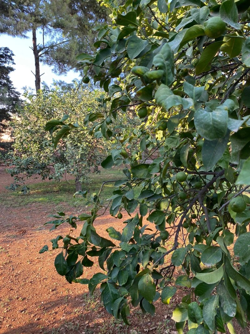 Oasi Della Frutta